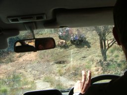 Quad bikes on Elephant Hill