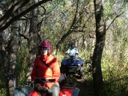 Quad trail through dense forest